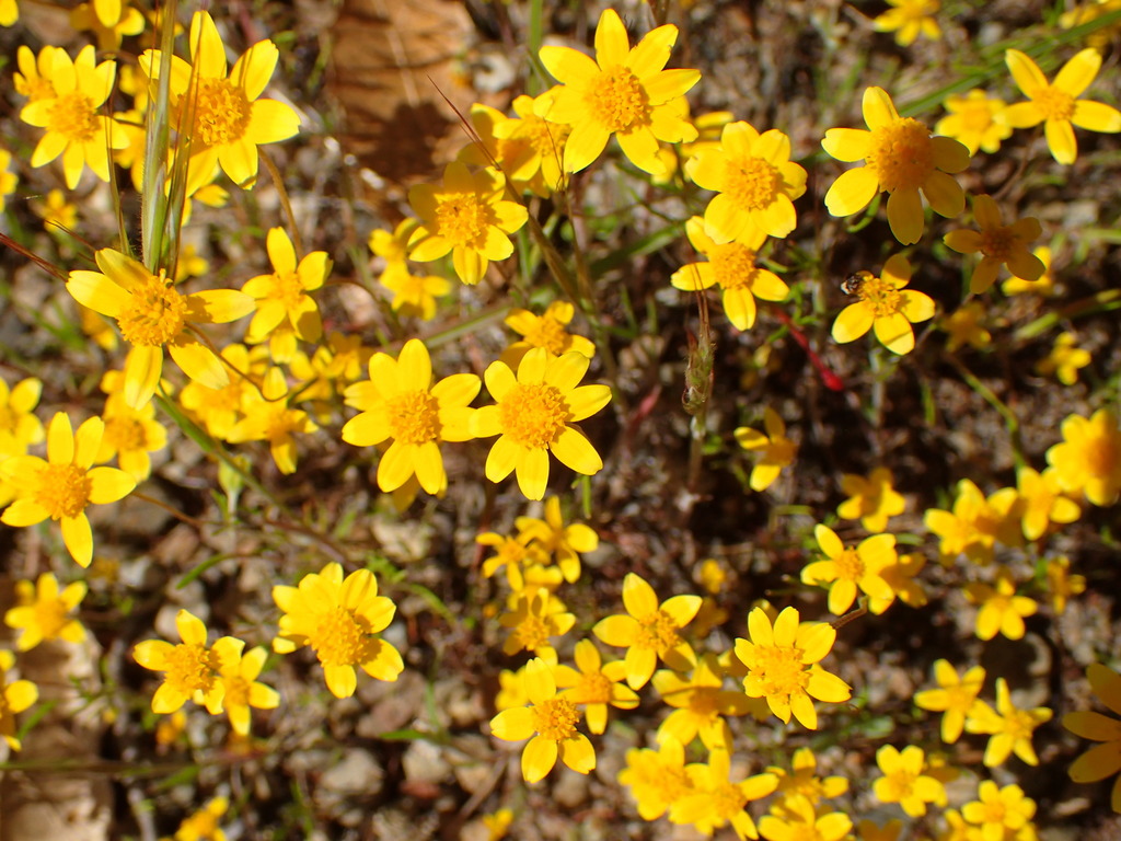 Lasthenia sp. (Goldfields), native California perennial