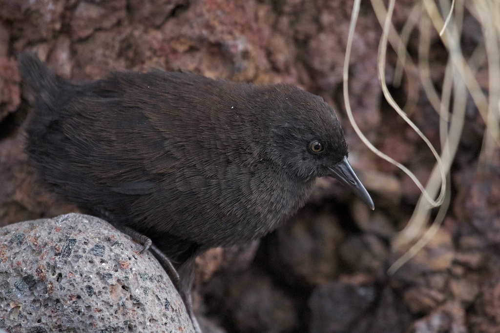 Laterallus jamaicensis coturniculus (California Black Rail), California species