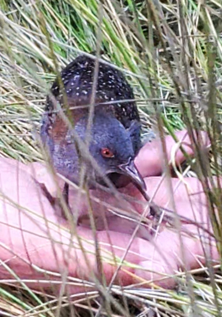 Laterallus jamaicensis (Black Rail), California species