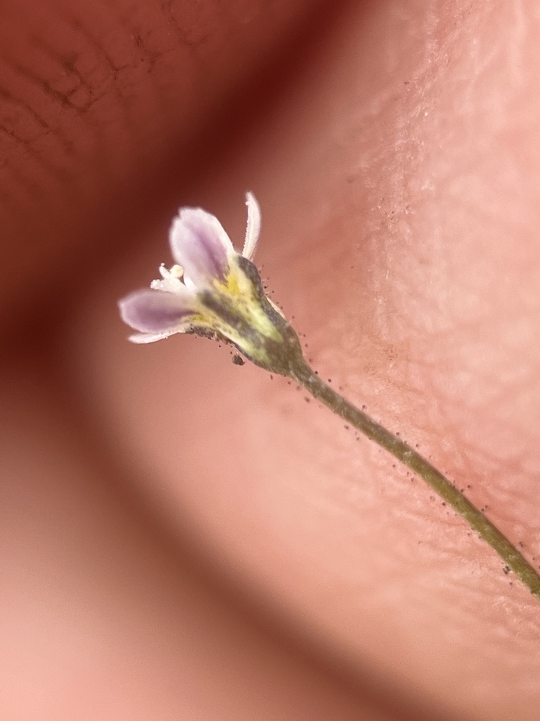 Lathrocasis sp., native California perennial