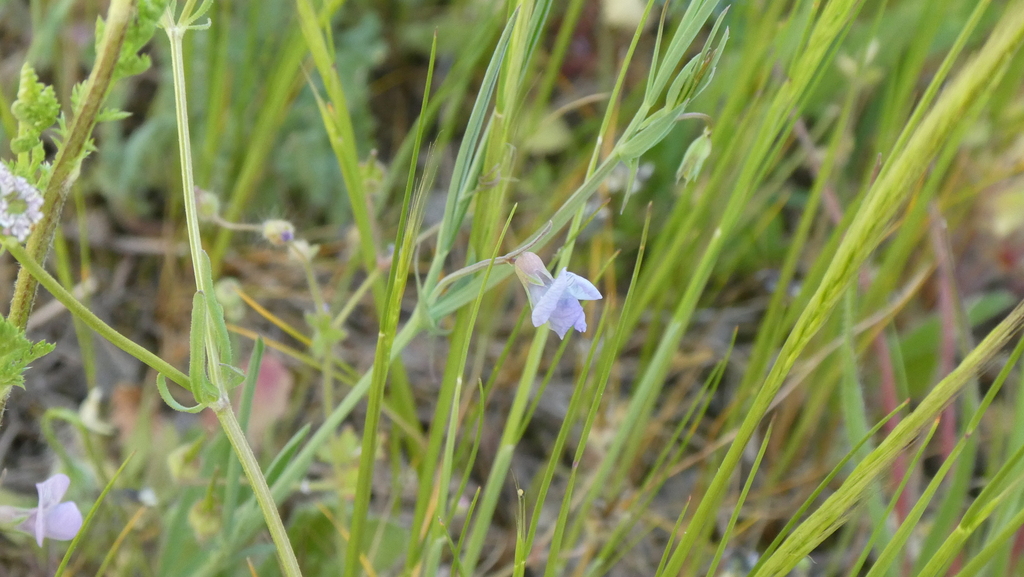 Lathyrus angulatus (Angled pea vine), non-native California vine