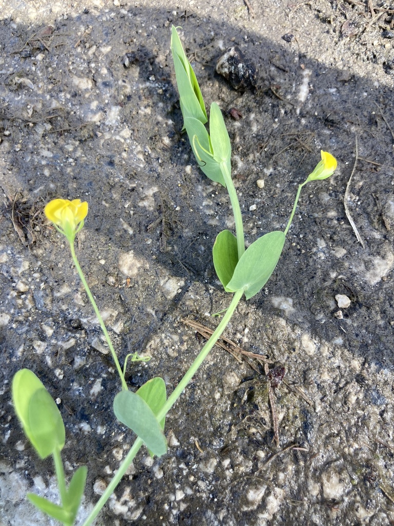 Lathyrus aphaca (Yellow pea), non-native California vine