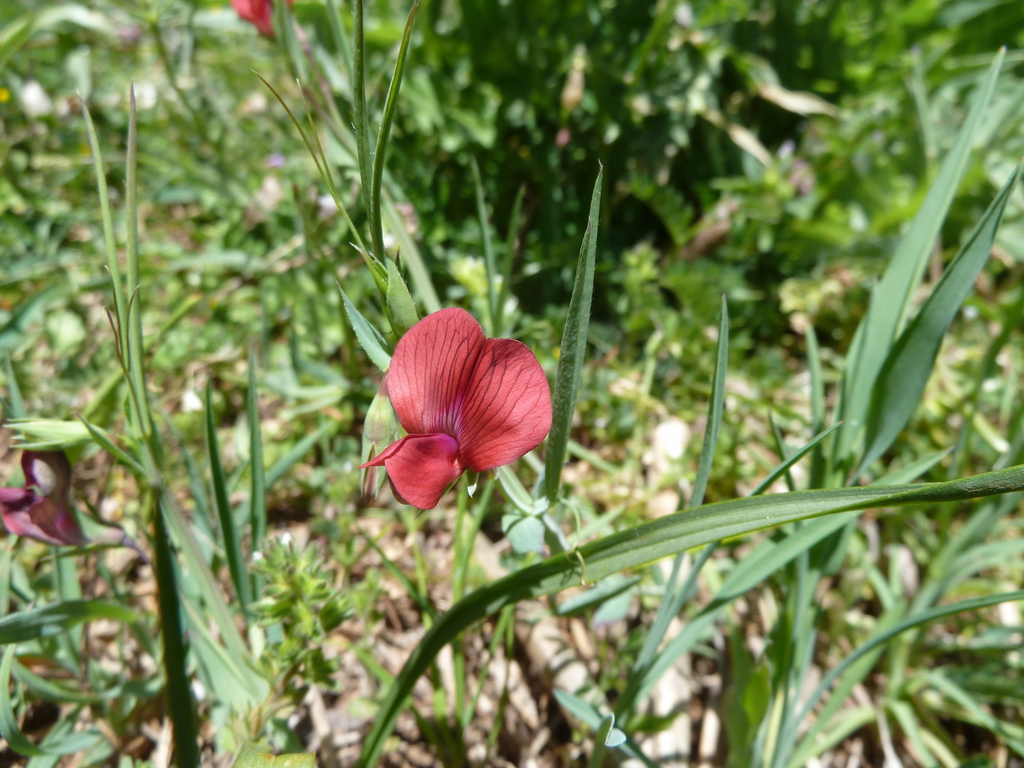 Lathyrus cicera (Red peavine), non-native California vine