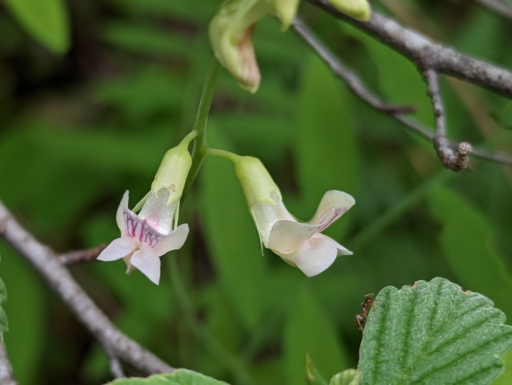 Lathyrus delnorticus (Del norte pea), native California vine