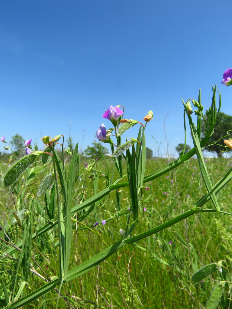Lathyrus hirsutus (Caley pea), non-native California vine