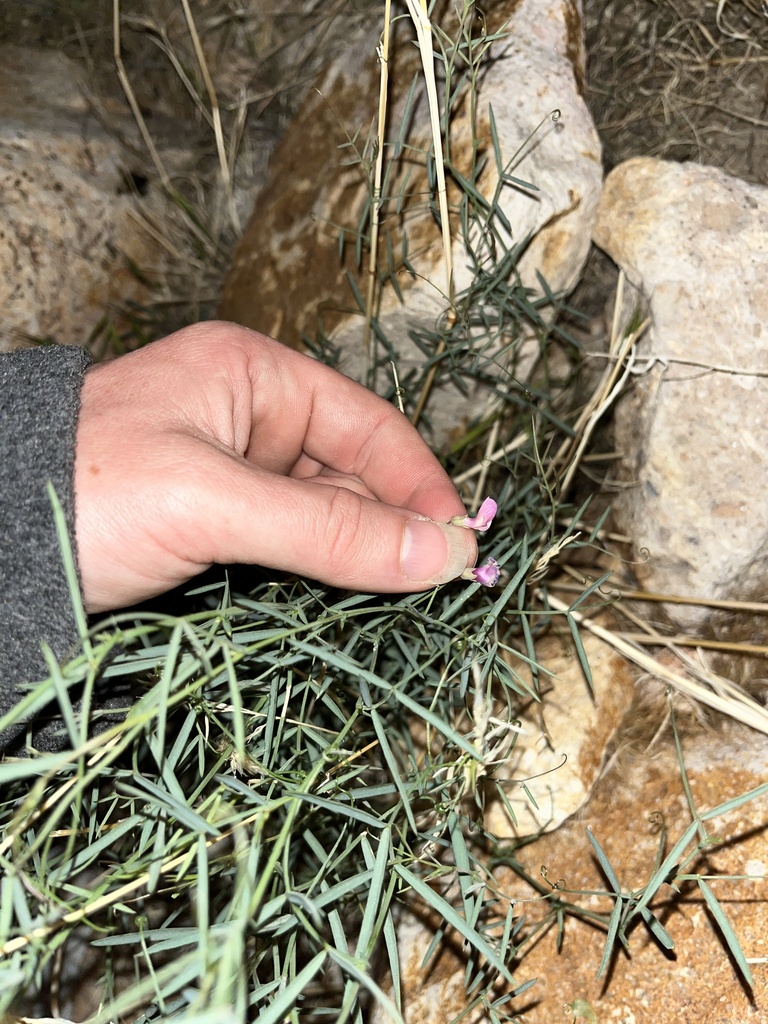 Lathyrus hitchcockianus (Bullfrog mountain pea), native California vine