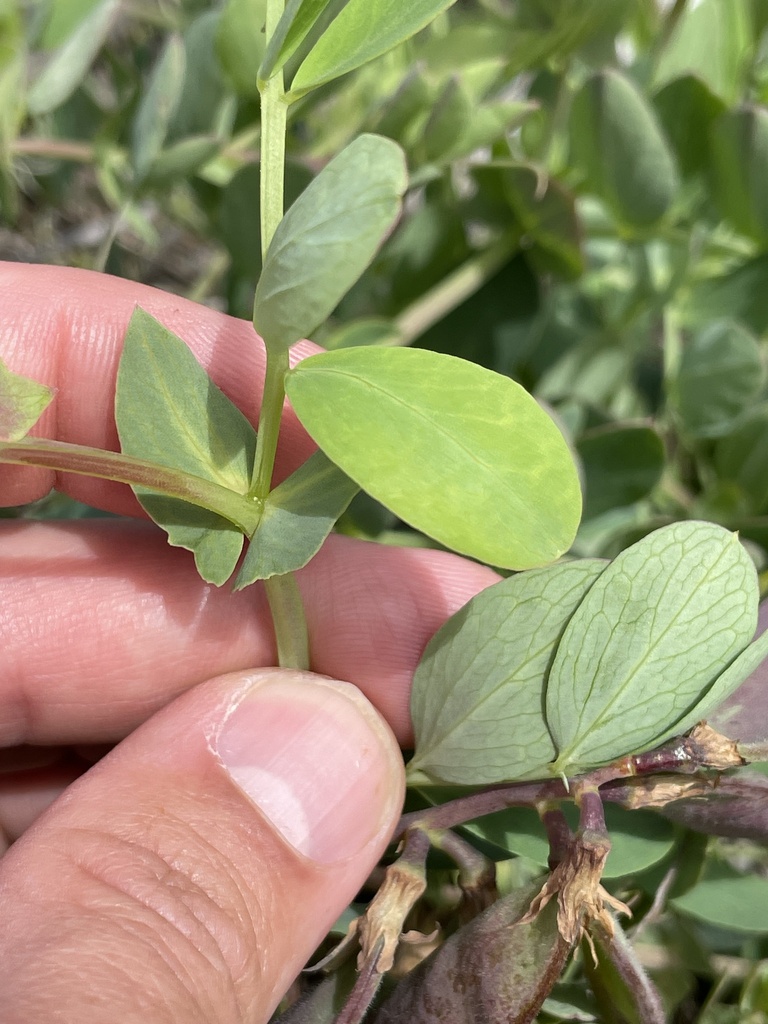 Lathyrus japonicus (Seaside pea), native California vine