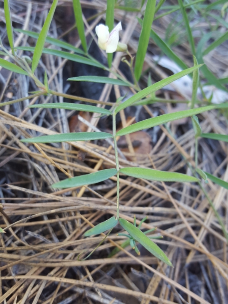 Lathyrus lanszwertii — parent species of Lathyrus lanszwertii var. tracyi