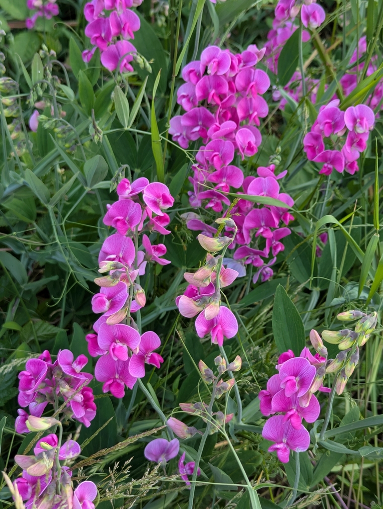 Lathyrus latifolius (Perennial sweet pea), non-native California vine