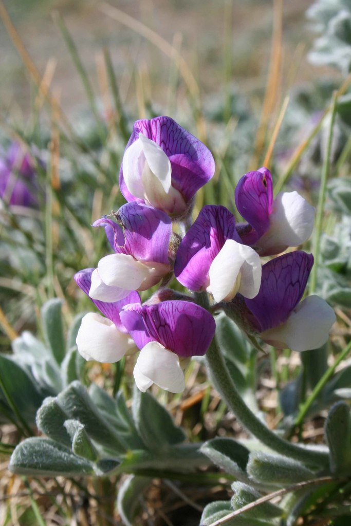 Lathyrus littoralis (Beach pea), native California vine