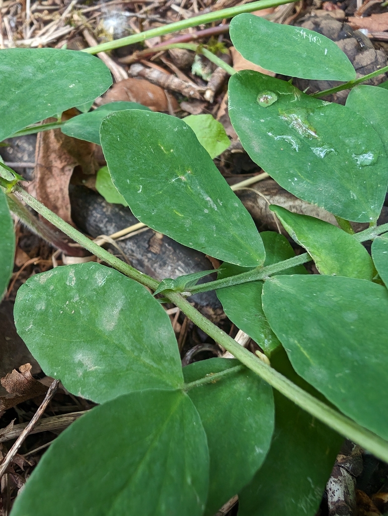 Lathyrus nevadensis var. nevadensis (Sierra nevada pea), native California vine