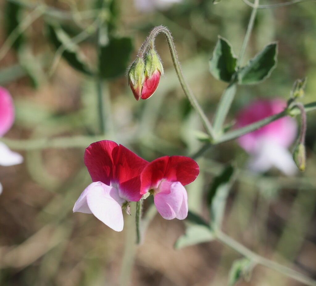 Lathyrus odoratus (Sweet pea), non-native California vine