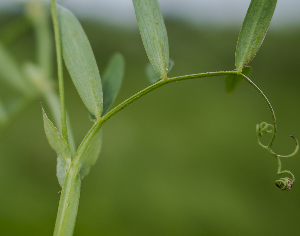 Lathyrus palustris (Marsh pea), native California vine