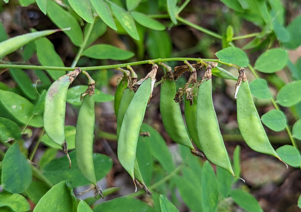 Lathyrus polyphyllus (Leafy pea), native California vine
