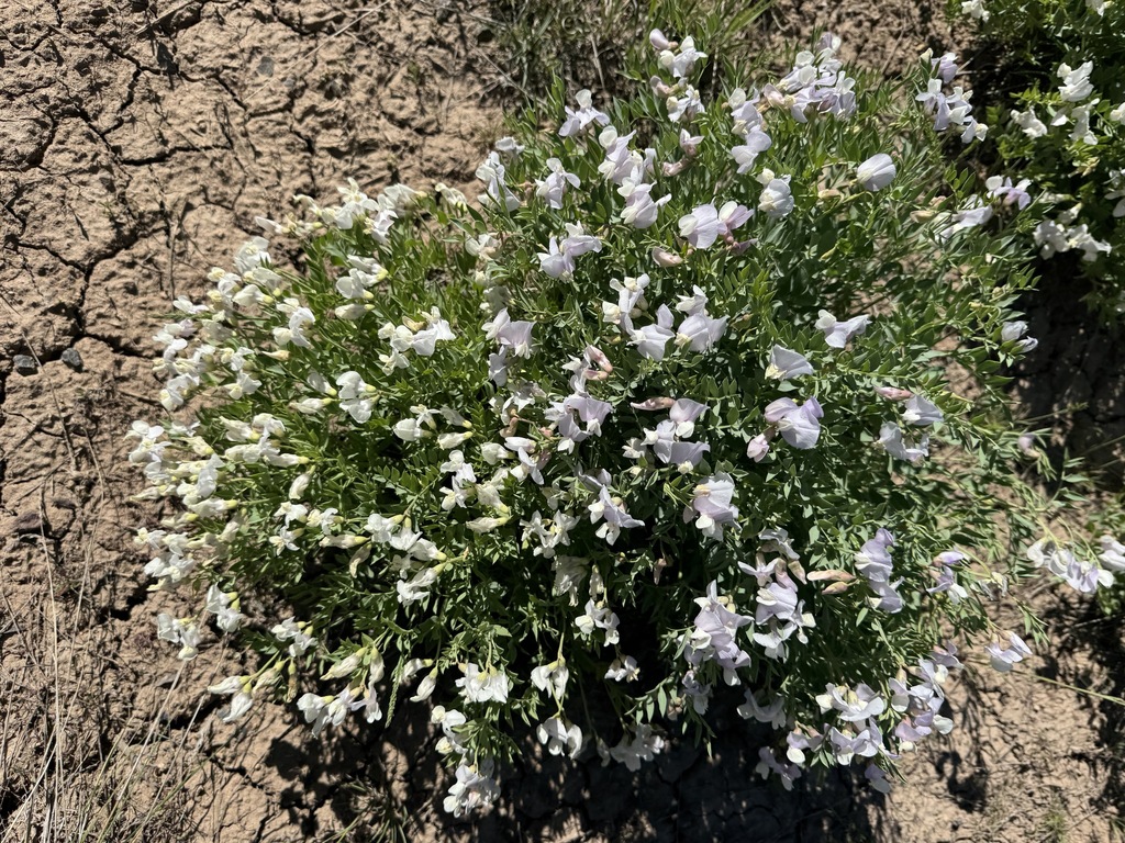 Lathyrus rigidus (Rigid pea), native California vine