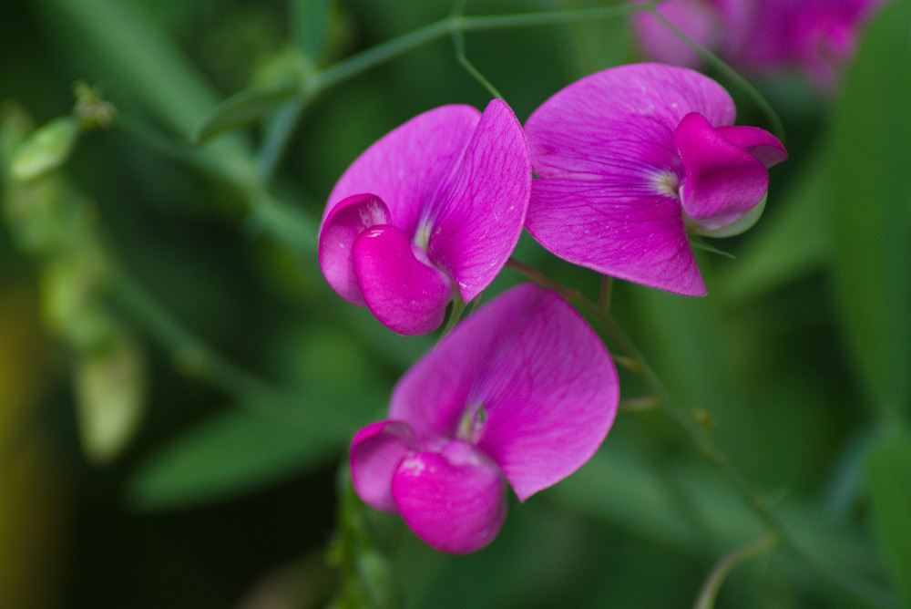 Lathyrus sp. (Wild pea), non-native California perennial