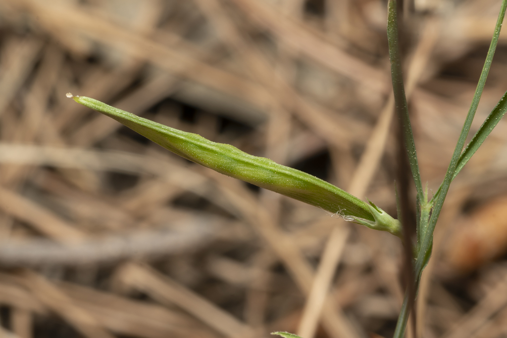 Lathyrus sphaericus (Grass peavine), non-native California vine
