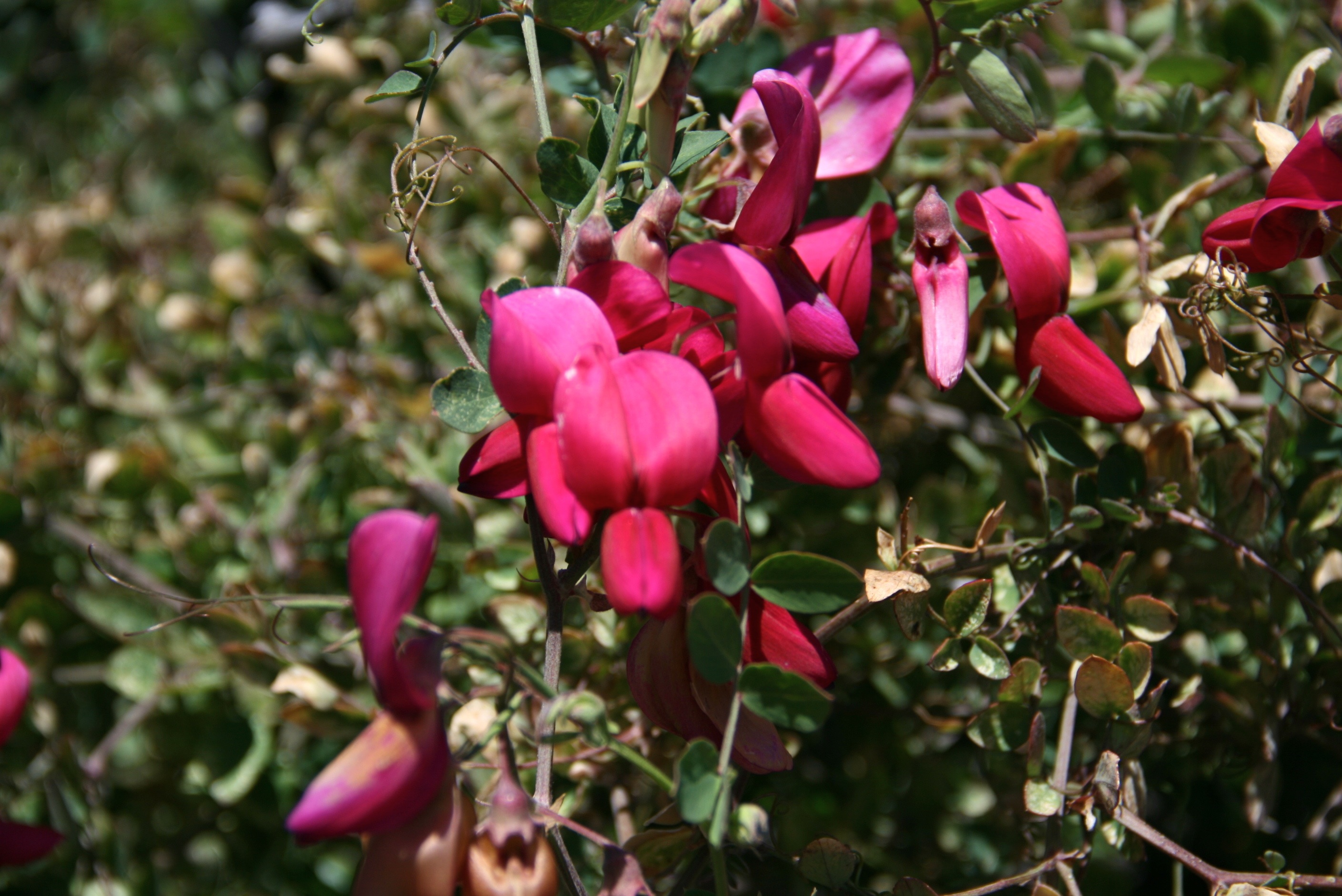 Lathyrus splendens (Pride-of-california), native California vine
