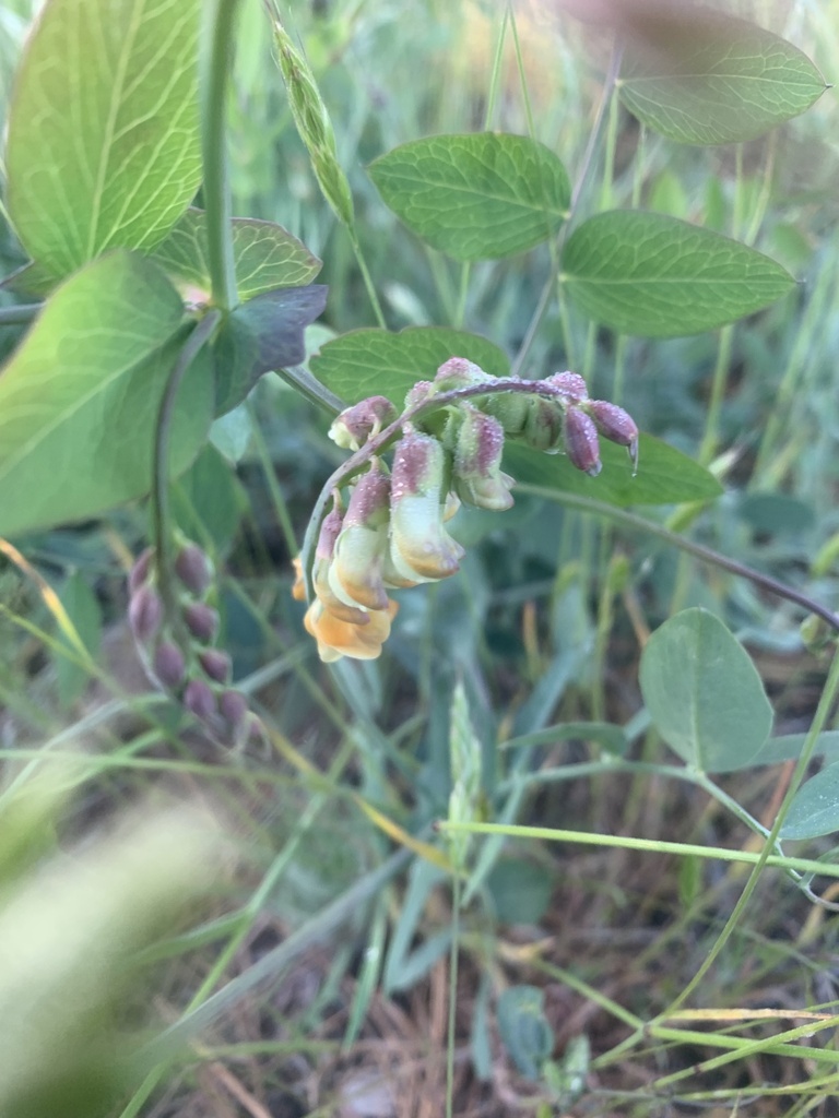 Lathyrus sulphureus — parent species of Lathyrus sulphureus var. argillaceus