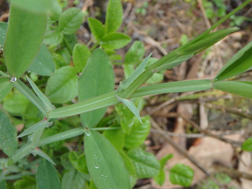 Lathyrus tingitanus (Tangier pea), non-native California vine