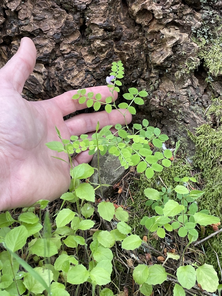Lathyrus torreyi (Redwood pea), native California vine