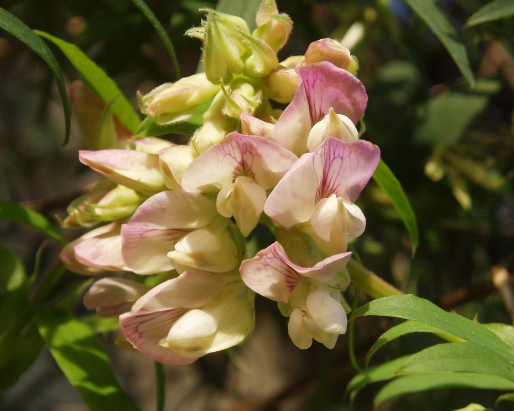 Lathyrus vestitus var. ochropetalus (Bolander's pacific pea), native California perennial