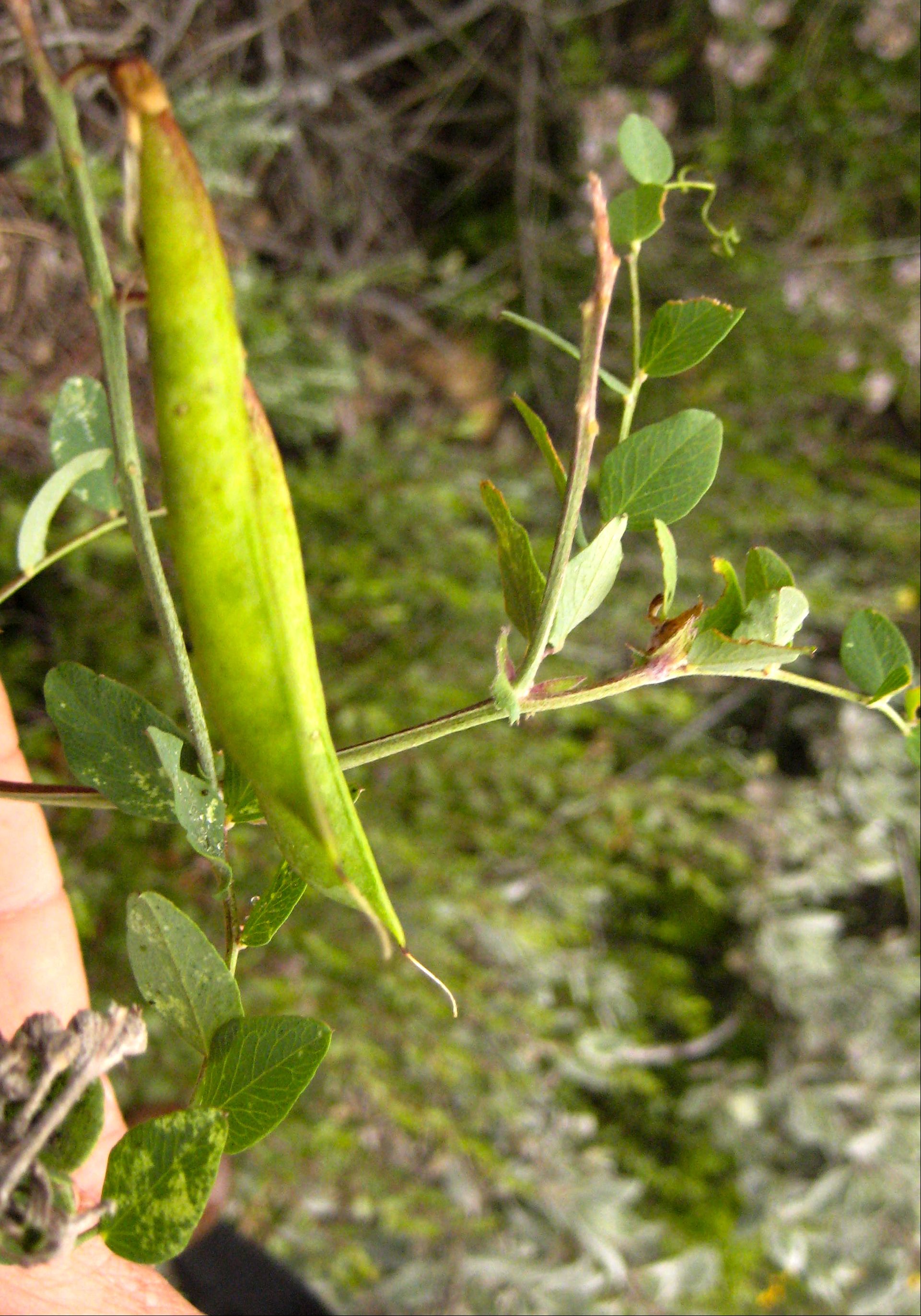 Lathyrus vestitus (Bolander's pea), native California vine