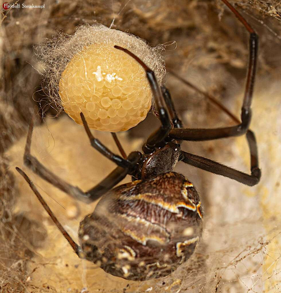 Latrodectus geometricus (Brown Widow), California species