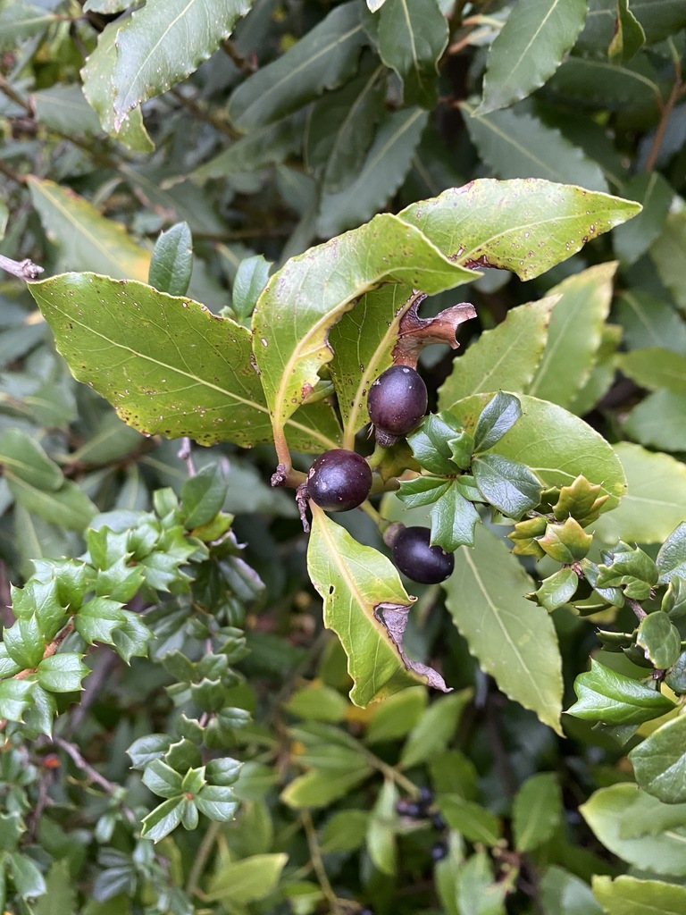 Laurus nobilis (Bay laurel), non-native California tree