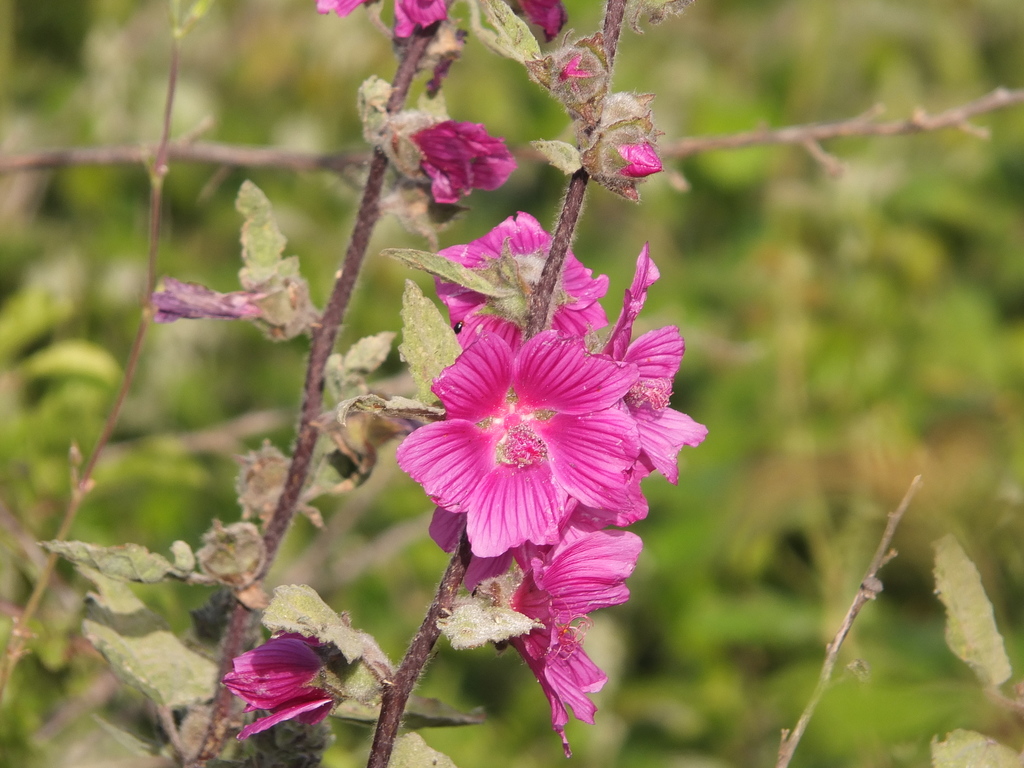 Lavatera olbia (Tree lavatera), non-native California shrub