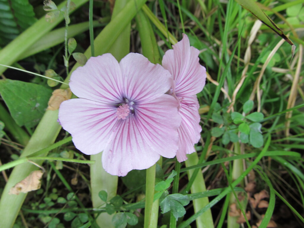 Lavatera trimestris (Annual lavatera), non-native California herb