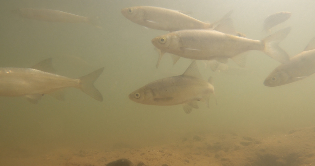 Lavinia exilicauda harengus (Monterey hitch), California species