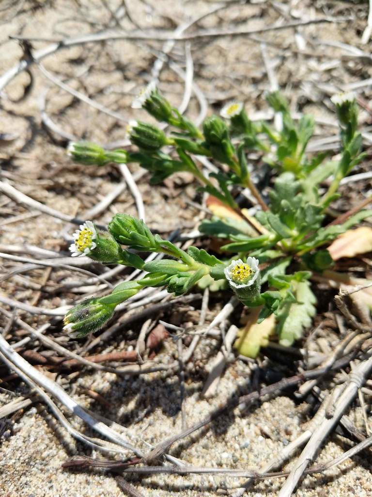 Layia carnosa (Beach layia), native California herb