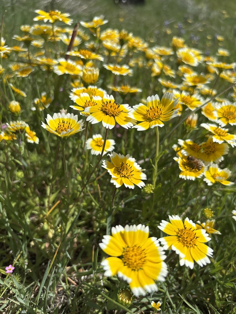 Layia chrysanthemoides (Smooth tidy tips), native California herb