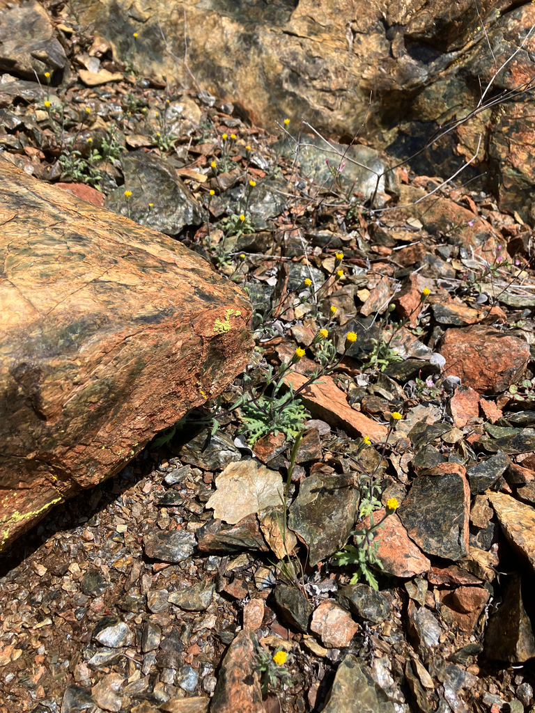 Layia discoidea (Rayless layia), native California herb