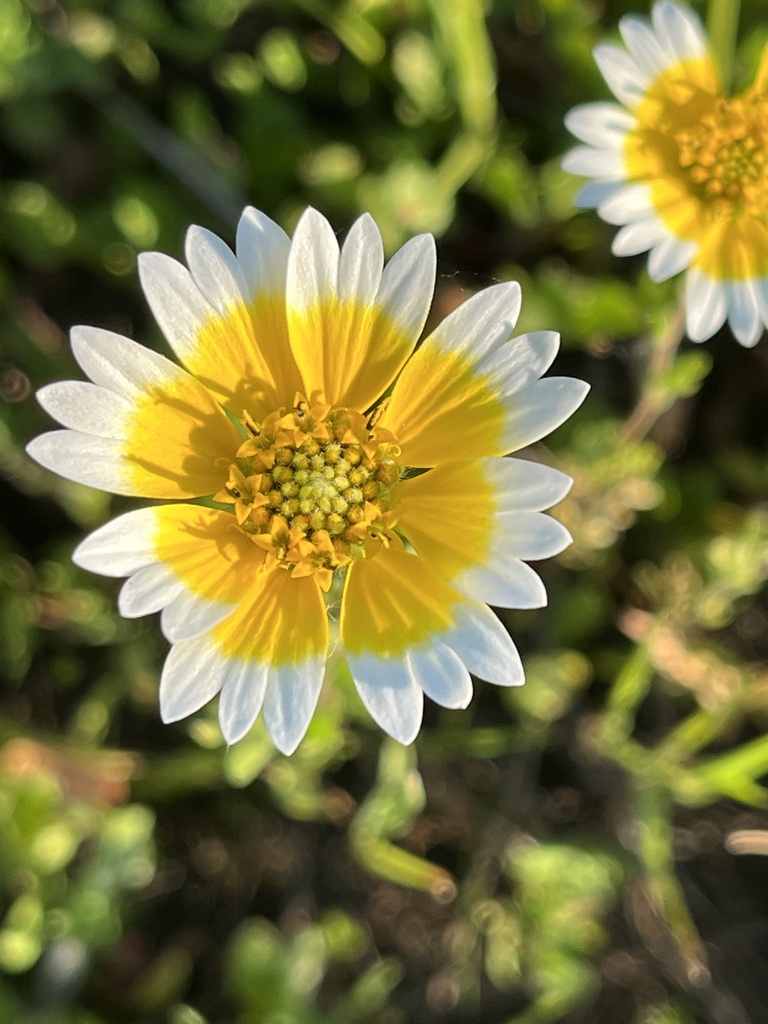 Layia fremontii (Fremont layia), native California herb