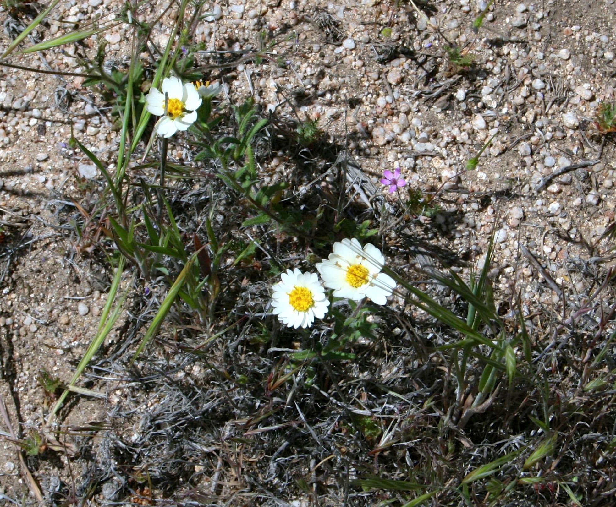 Layia glandulosa (White layia), native California herb