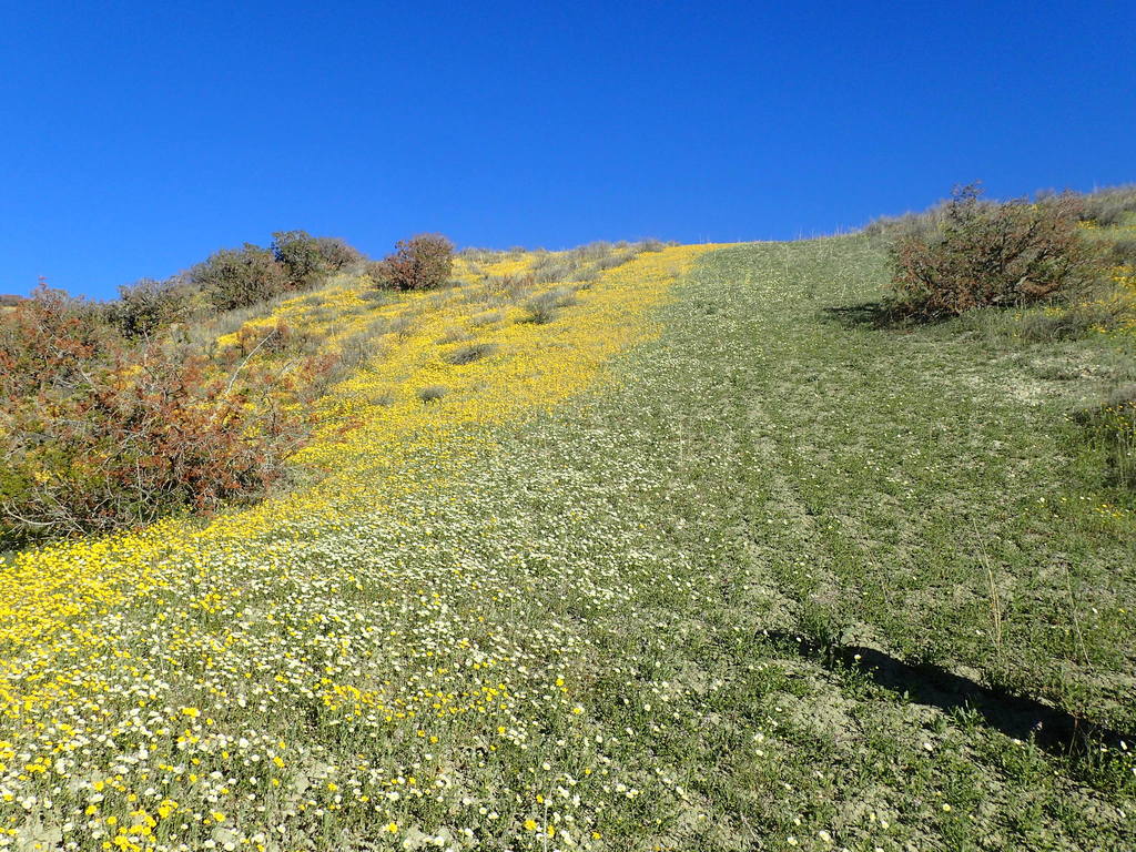 Layia heterotricha (Pale-yellow layia), native California herb