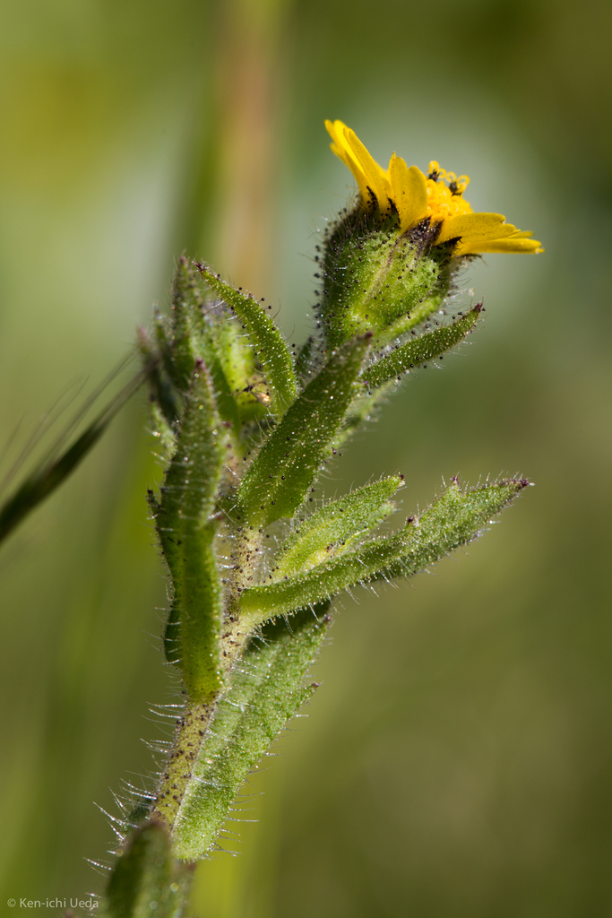 Layia hieracioides (Hawkweed layia), native California herb