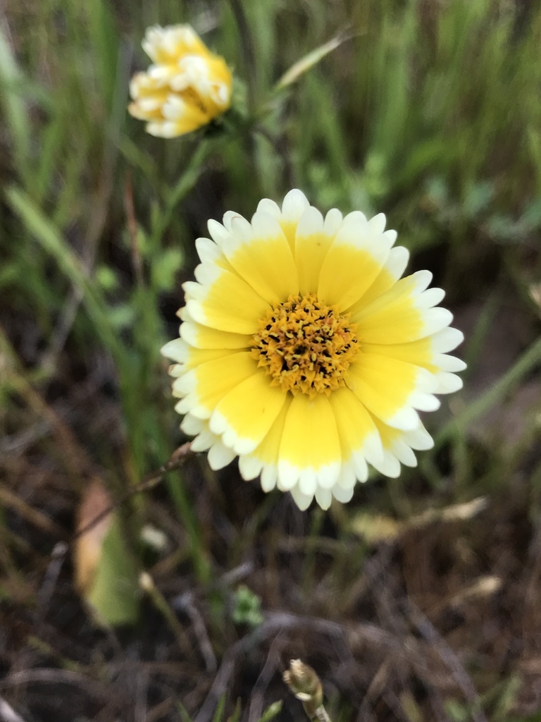 Layia jonesii (Jones' layia), native California herb