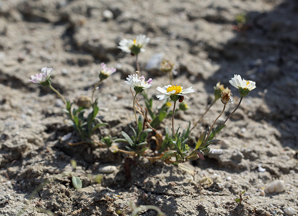 Layia leucopappa (Comanche point layia), native California herb
