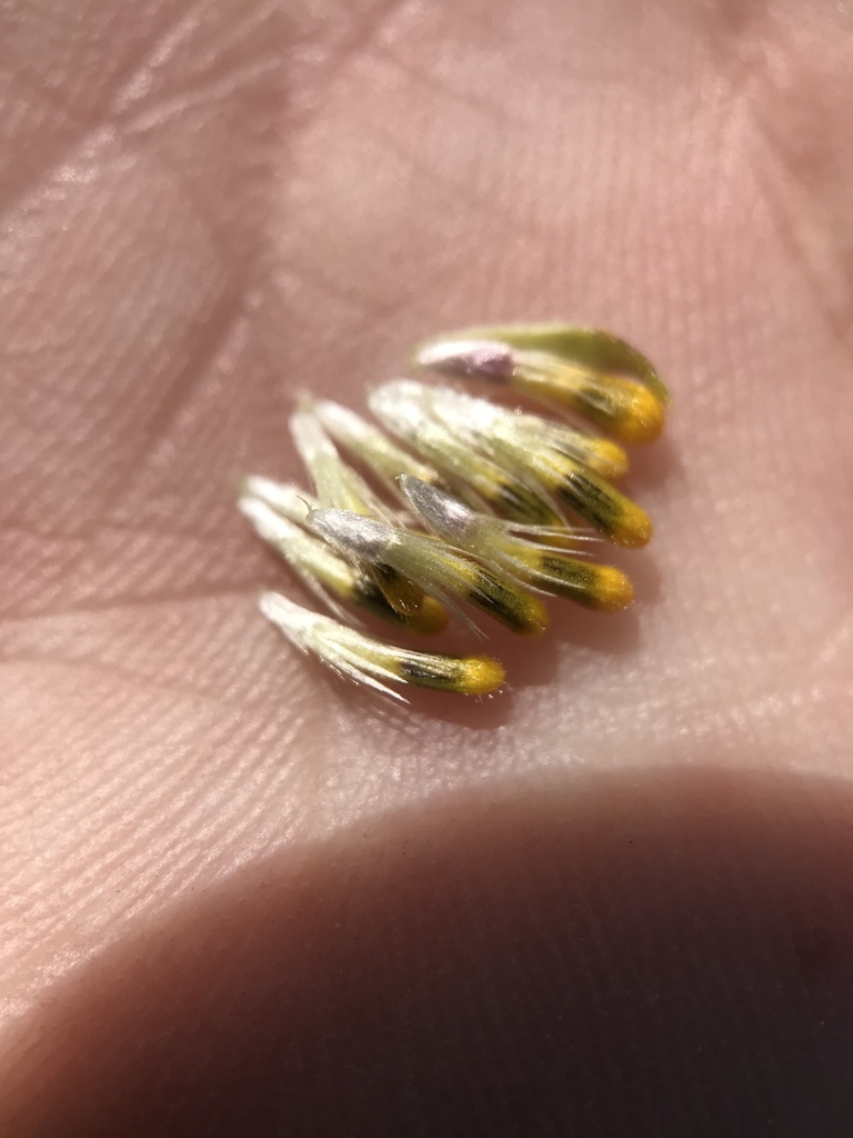 Layia munzii (Munz's tidy-tips), native California herb