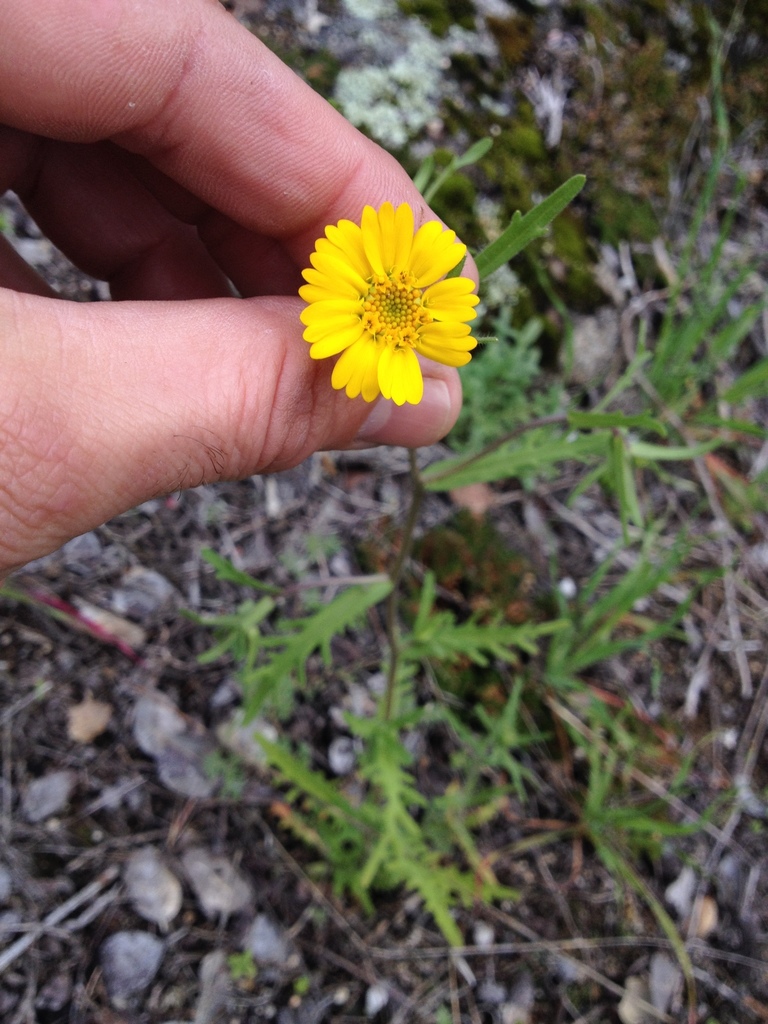 Layia pentachaeta — parent species of Layia pentachaeta subsp. albida