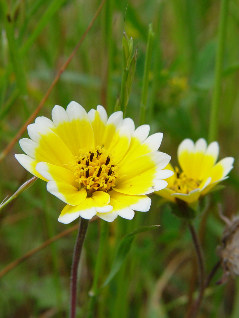 Layia platyglossa (Tidy-tips), native California herb