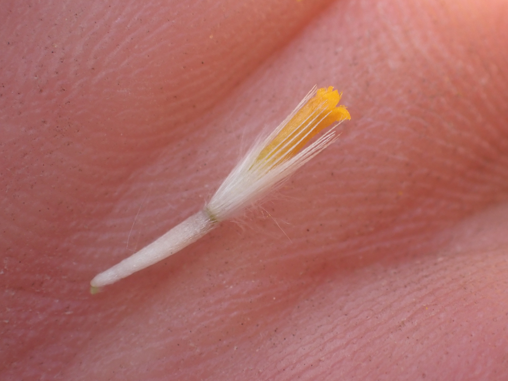 Layia septentrionalis (Colusa layia), native California herb