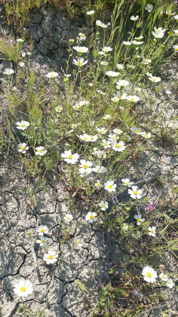 Layia sp., native California annual
