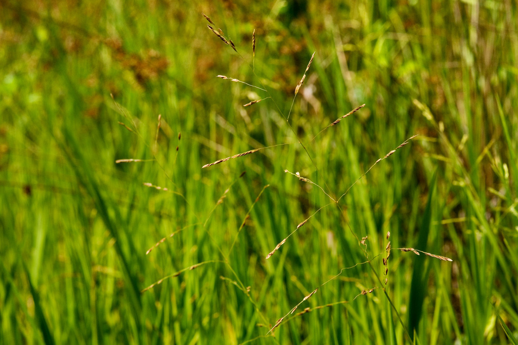 Leersia oryzoides (Rice cutgrass), native California grass