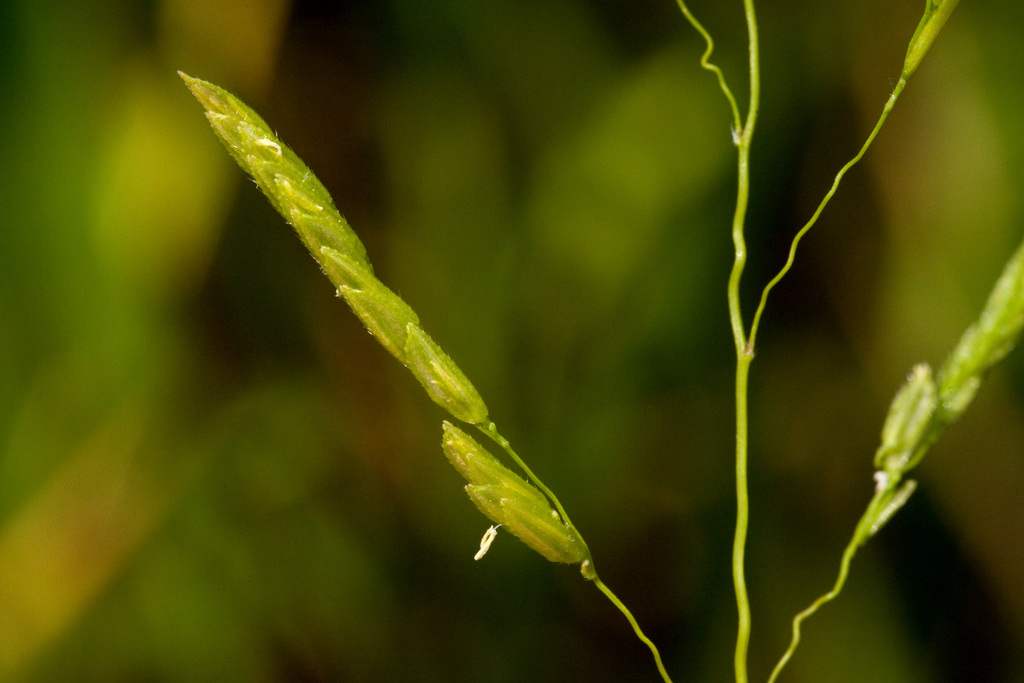 Leersia sp. (Cutgrass), native California perennial