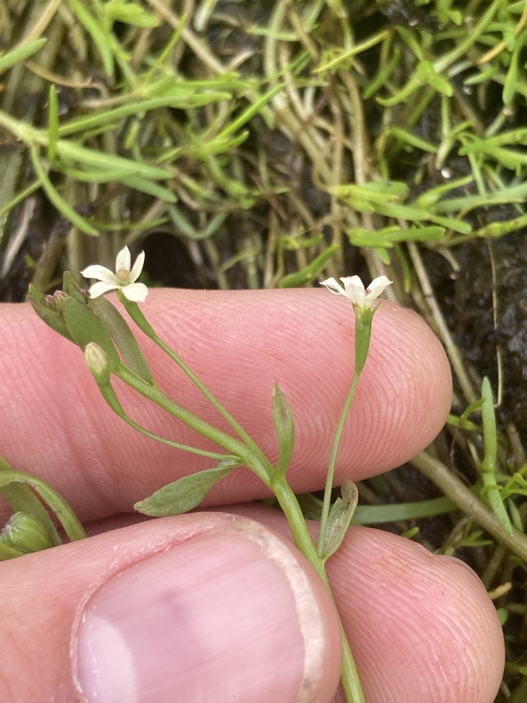 Legenere limosa (Legenere), native California herb