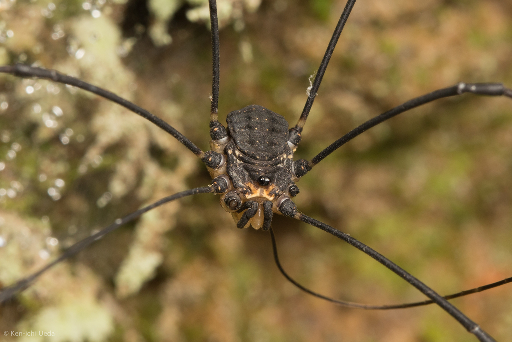 Leiobunum exilipes, California species